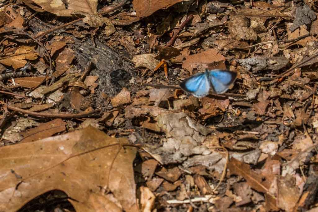 Our walk was graced by several Spring Azure butterflies along the trail.